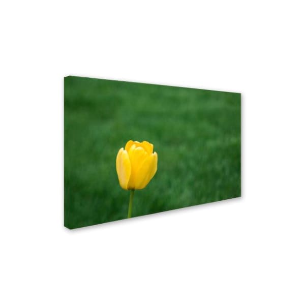 Kurt Shaffer 'A Lone Yellow Tulip 2' Canvas Art,22x32